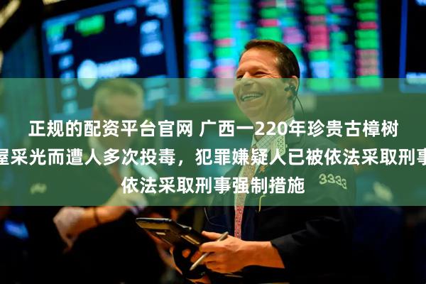 正规的配资平台官网 广西一220年珍贵古樟树因影响房屋采光而遭人多次投毒，犯罪嫌疑人已被依法采取刑事强制措施